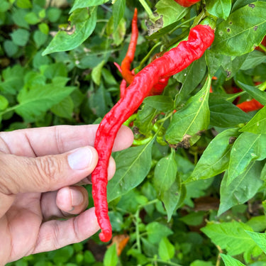Thunder Cayenne - Seeds - The Pepper Pantry (Formerly Marie Sharp's)